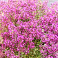 Thyme Ruby Glow: Thymus praecox 'Ruby Glow'