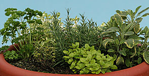Manor Farm Herbs: Herbs as gifts