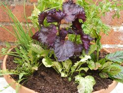 Herbs in a container