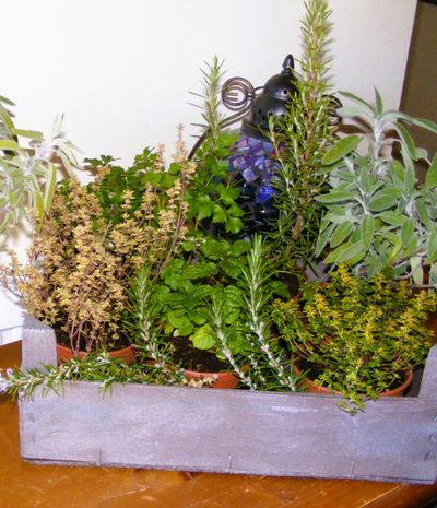 Herb Display