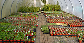 Manor Farm Herbs: links to other web sites