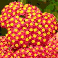 Achillea millefolium 'Desert Eve Red'