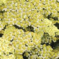 Achillea millefolium 'Summer Fruits Lemon'