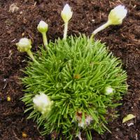 Armeria juniperifolia Alba