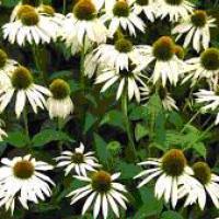Echinacea purpurea 'Primadonna White'