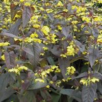 Lysimachia ciliata 'Firecracker'