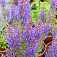Salvia x superba 'April Night' (Sallyrosa series)