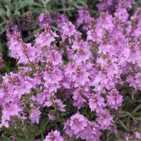 Veronica spicata 'Lilac Time' (Prostrate speedwell)
