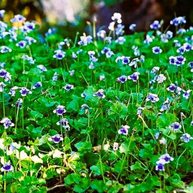 Viola Hederacea