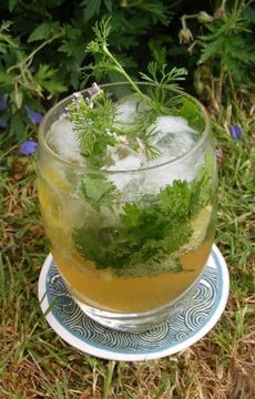 Coriander Margaritos
